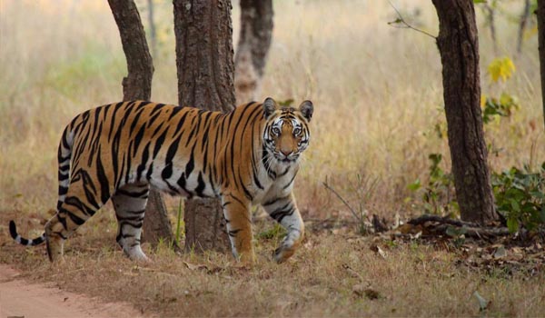 Jim Corbett